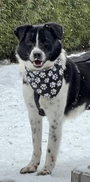 Lincoln - unser Pandajunge