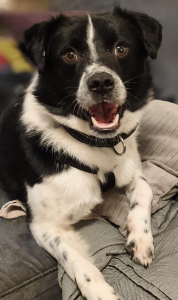 Lincoln - unser Pandajunge