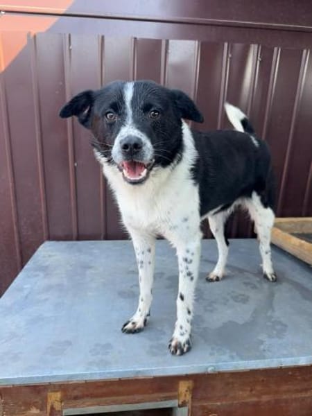 Lincoln - unser Pandajunge