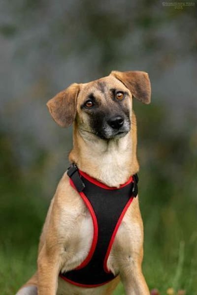 Fröhliche Lika sucht ihr Zuhause