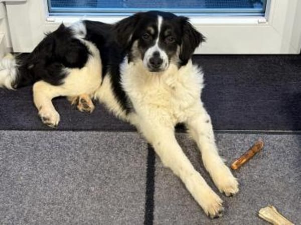 Duke sucht ein aktives Zuhause