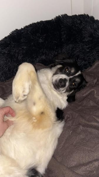 Duke sucht ein aktives Zuhause