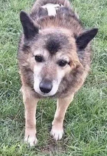 CARLSON -unkompliziert & verschmust-