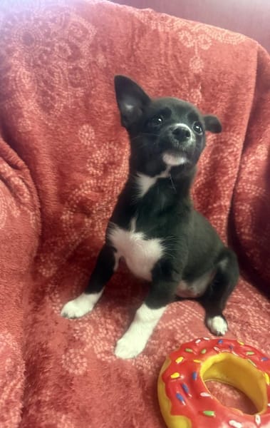 Fenja ein kleine Zaubermaus