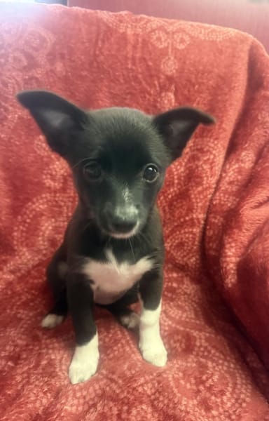 Fenja ein kleine Zaubermaus