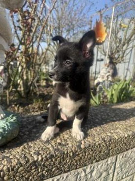 Fenja ein kleine Zaubermaus