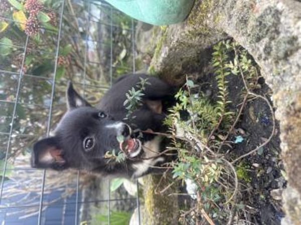 Fenja ein kleine Zaubermaus