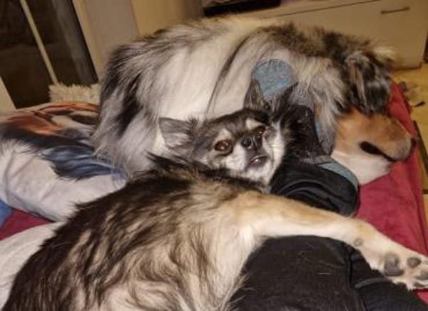 Karla - vorsichtige Hundedame wartet