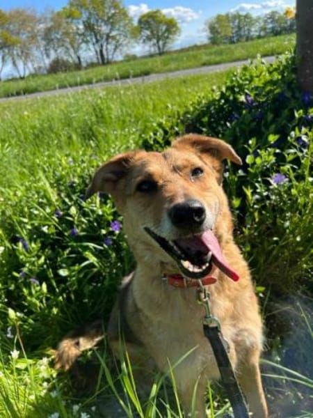 COLOMBO -verkuschelt & ruhig-