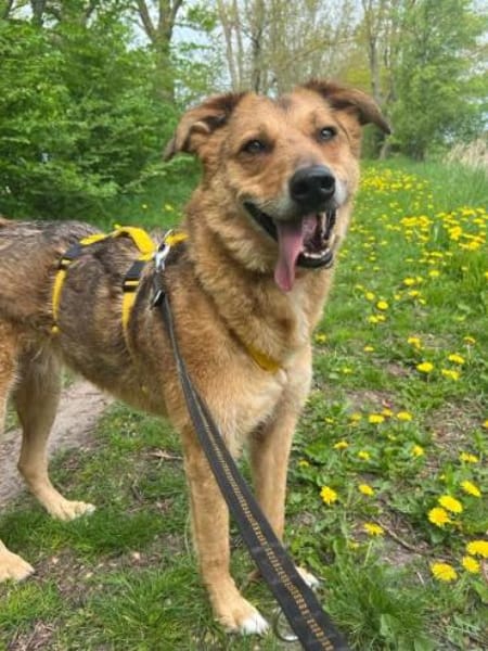 COLOMBO -verkuschelt & ruhig-