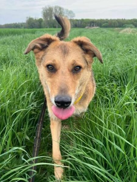 COLOMBO -verkuschelt & ruhig-