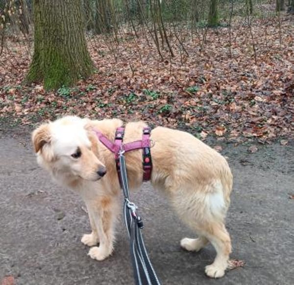 Leo (braucht Geduld, in 26789 Leer)