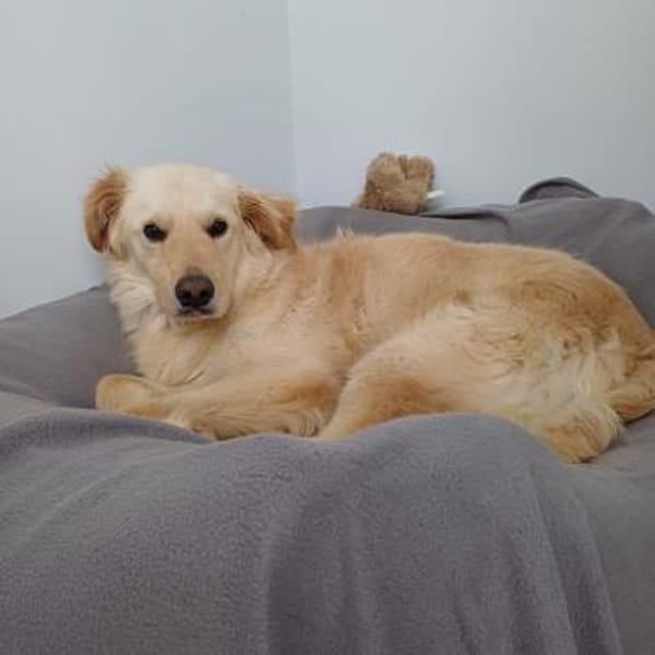 Leo (braucht Geduld, in 26789 Leer)