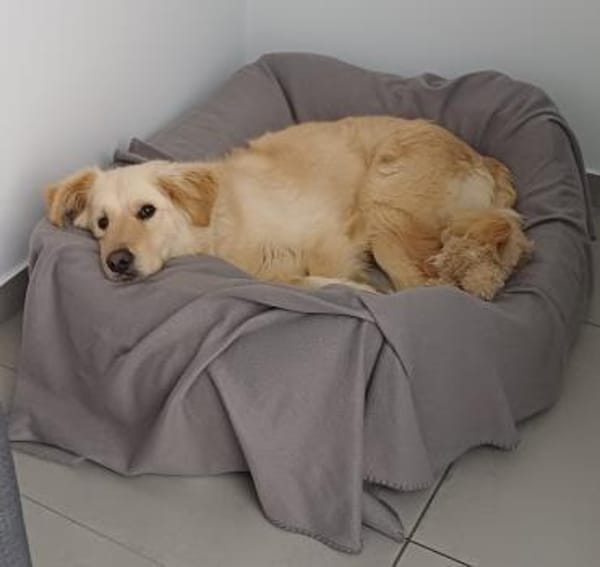 Leo (braucht Geduld, in 26789 Leer)