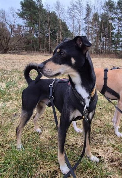 Levi, ein wunderbarer Partner fürs Leben