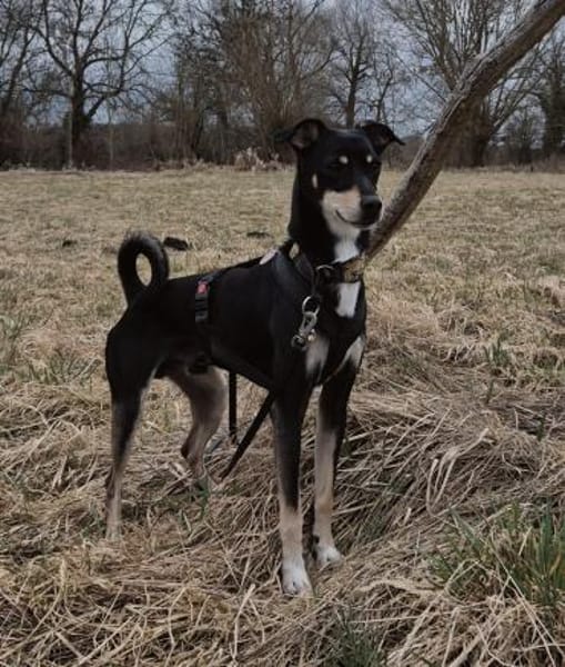 Levi, ein wunderbarer Partner fürs Leben