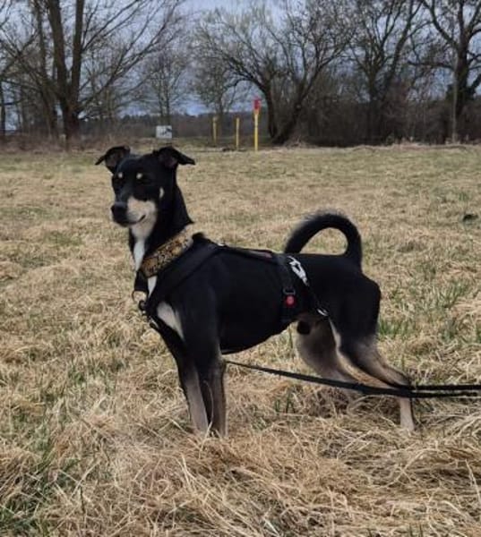 Levi, ein wunderbarer Partner fürs Leben