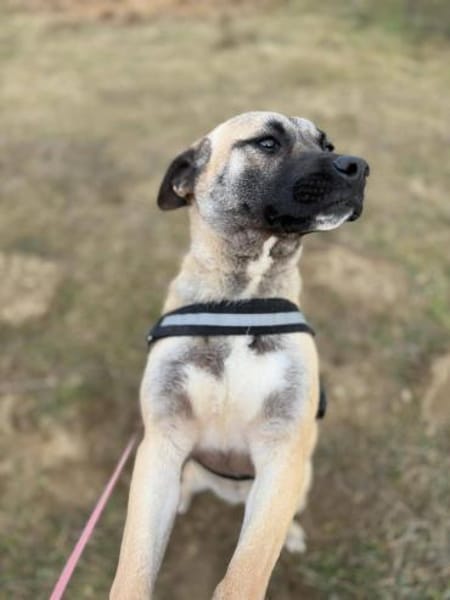 Coca aus RO, in DE 79238 Ehrenkirchen