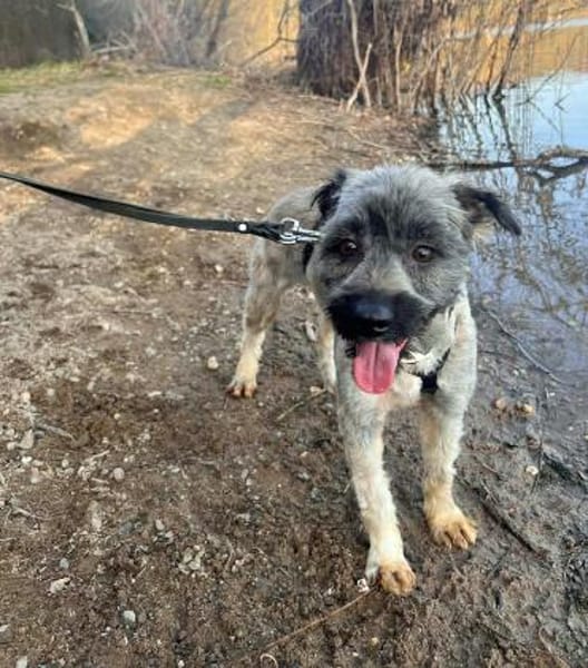 Alma - liebevolle junge Hündin