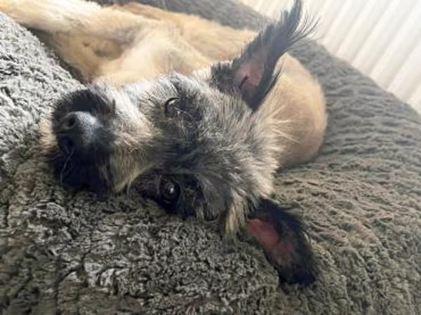 Alma - liebevolle junge Hündin