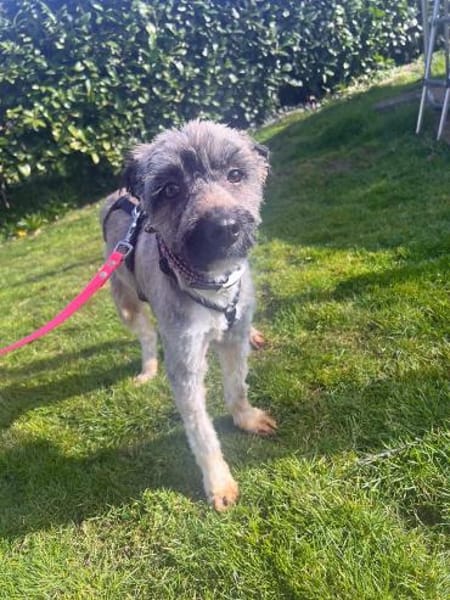 Alma - liebevolle junge Hündin