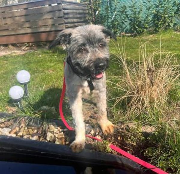 Alma - liebevolle junge Hündin