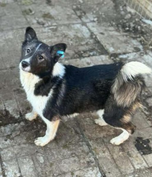 NIHARIKA -neugierig & verträglich-