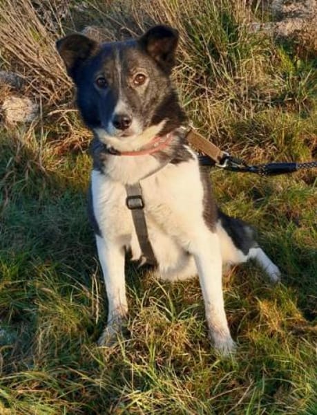 NIHARIKA -neugierig & verträglich-