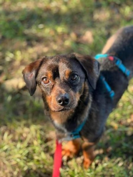 ANSELMO * winziges Charakter Kerlchen