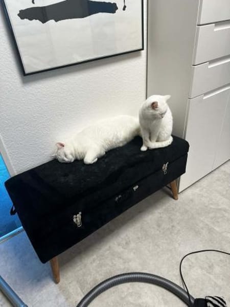 Ipek und Pamuk suchen neues Zuhause