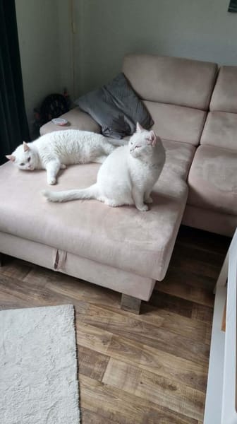 Ipek und Pamuk suchen neues Zuhause