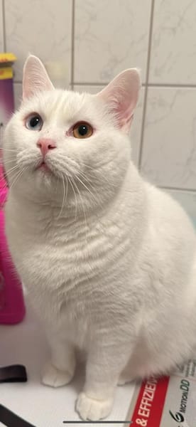 Ipek und Pamuk suchen neues Zuhause