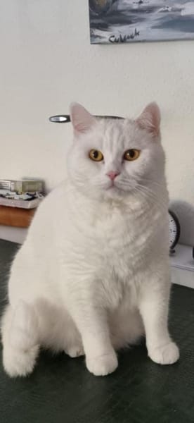 Ipek und Pamuk suchen neues Zuhause