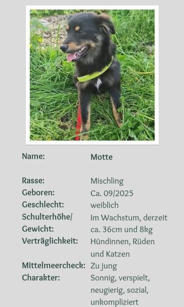 zarte  kleine Motte 🥰