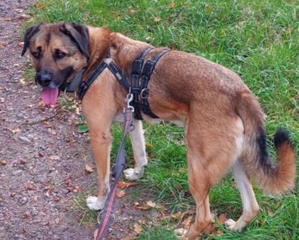 Twain sucht 2. Chance