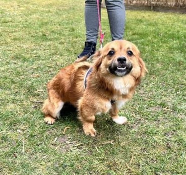 HONEY  sucht ihr Für-immer-Zuhause