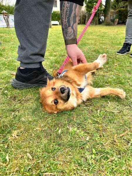 HONEY  sucht ihr Für-immer-Zuhause