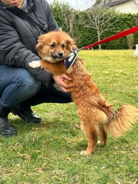 HONEY  sucht ihr Für-immer-Zuhause