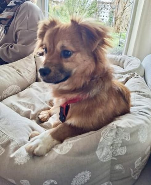 HONEY  sucht ihr Für-immer-Zuhause