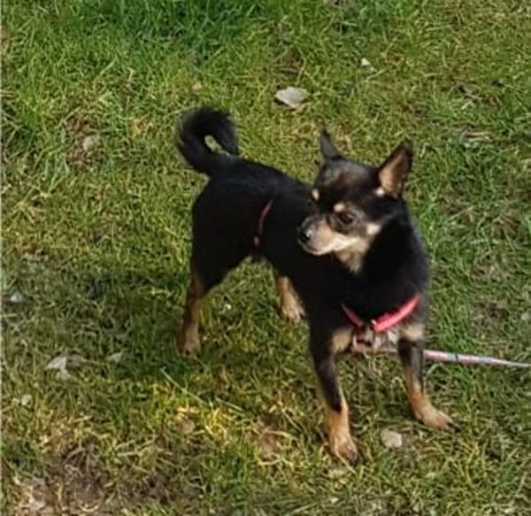 Freundlicher  Jack      Gnadenadoption!