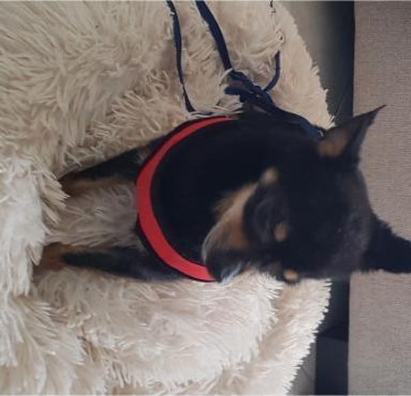 Freundlicher  Jack      Gnadenadoption!