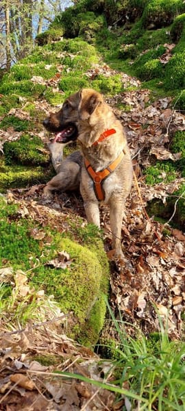 Die liebe 💕Raija 💕sucht ihre Menschen