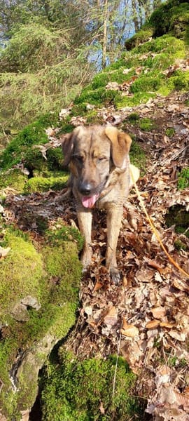 Die liebe 💕Raija 💕sucht ihre Menschen