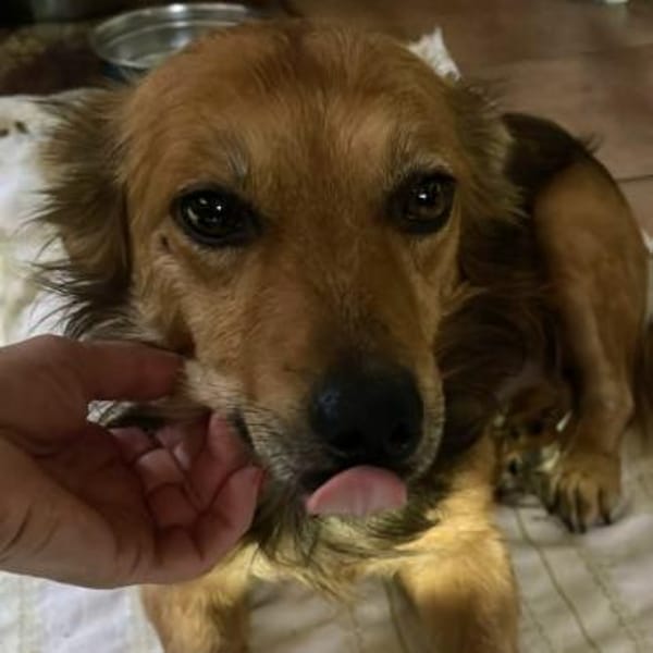 Licas ❤ sucht seinen Engel