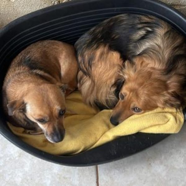 Licas ❤ sucht seinen Engel