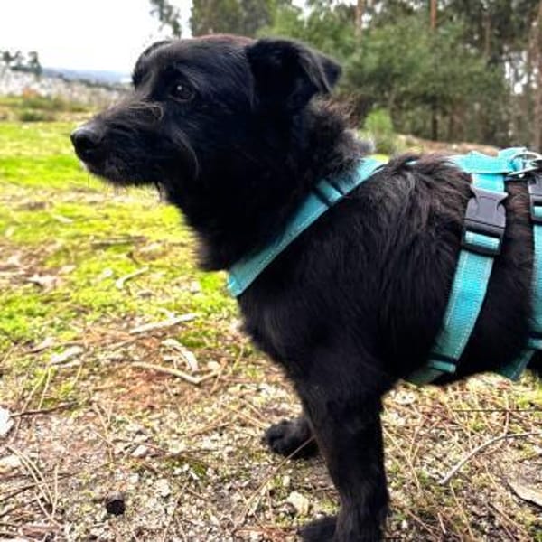 Pumba ❤ Senior sucht Körbchen