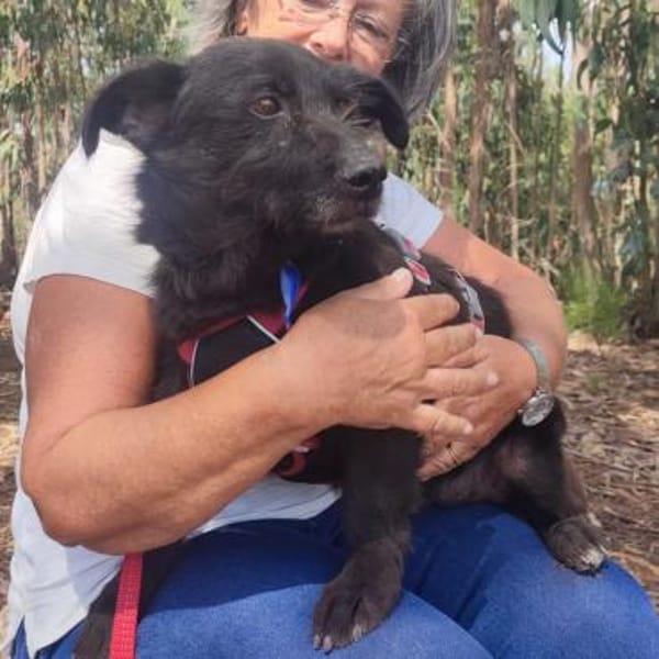 Pumba ❤ Senior sucht Körbchen