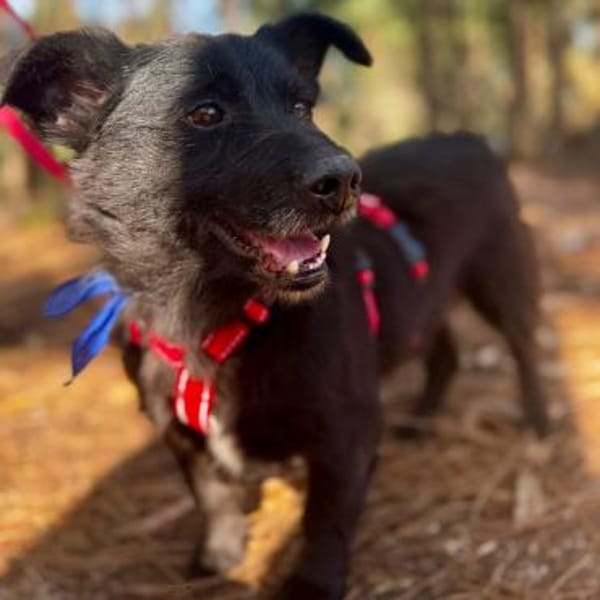 Pumba ❤ Senior sucht Körbchen