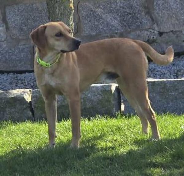 Fitz (zur Pflege in 59423 Unna)