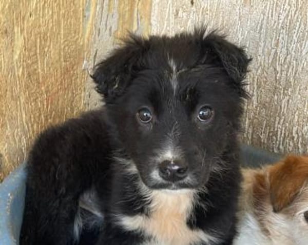 Unique ❤ kleines Welpenmädchen